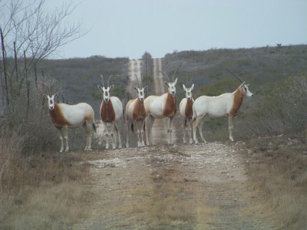 Wb Stagecoach Ranch: Blackbuck Antelope Hunts