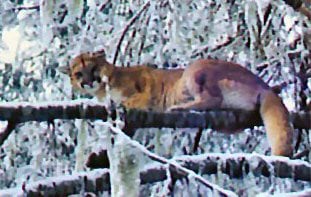 Weitas Creek Outfitters: Cougar Hunt