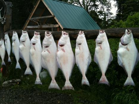 Wildrose Charters And Cabins: Cook Inlet Halibut Trip Full Day