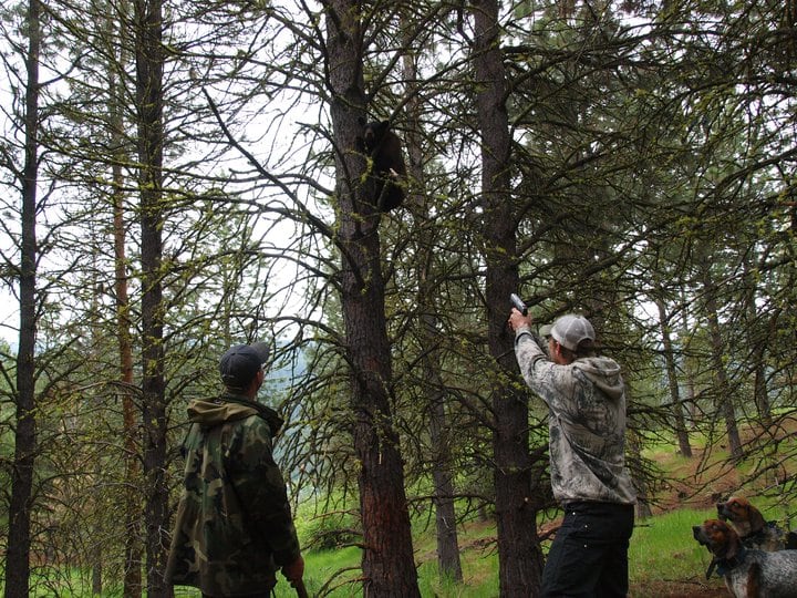 Youren Outfitters: 5 Day Bear Hunt with Hounds