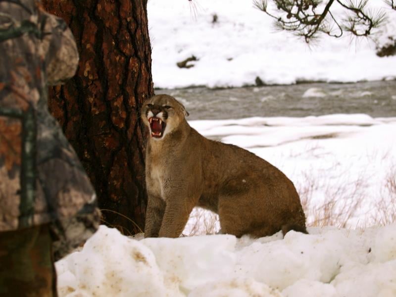 Youren Outfitters: 6 Day Cougar Hunt